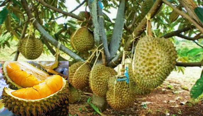 Budidaya Durian Musangking