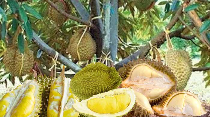 Cara Budidaya Durian Musangking