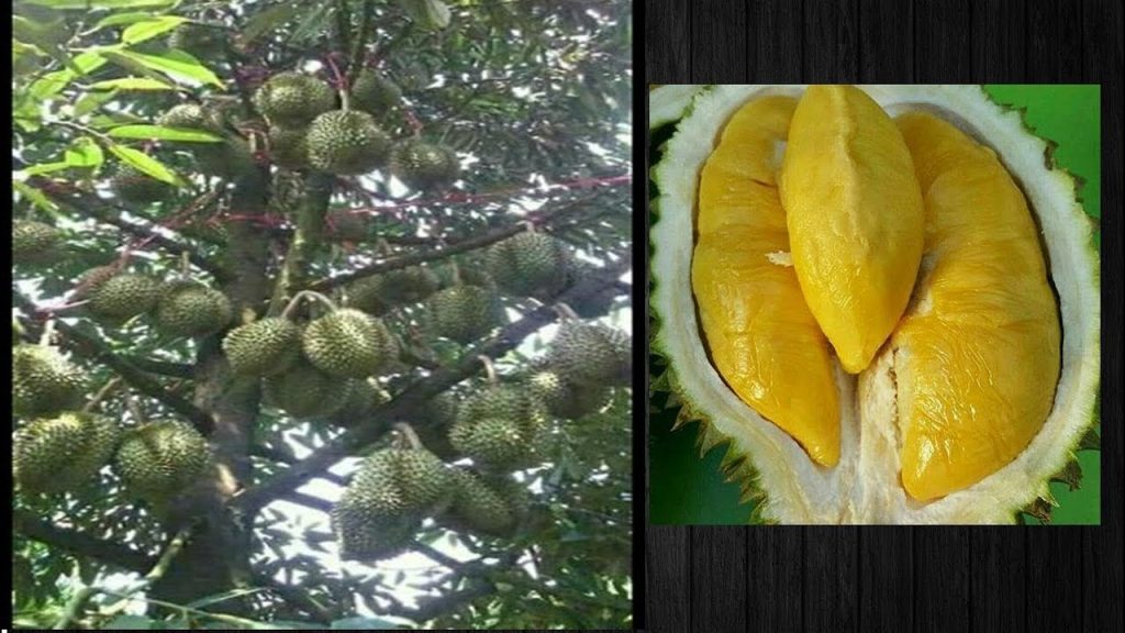 Panen Durian Musang King